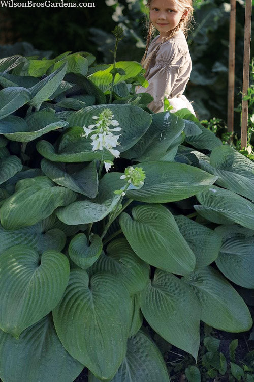  Humpback Whale Giant Hosta Lily - 2 Gallon Pot