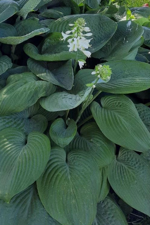  Humpback Whale Giant Hosta Lily - 2 Gallon Pot