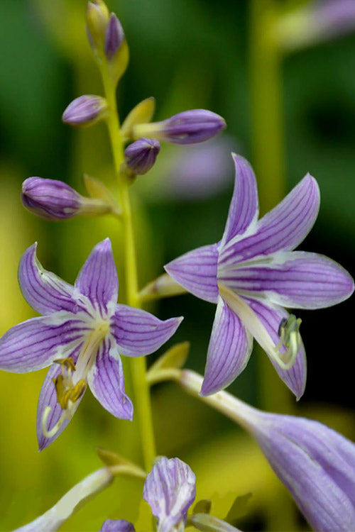 Munchkin Fire Hosta Lily - 5 Pack Of Quart Pots