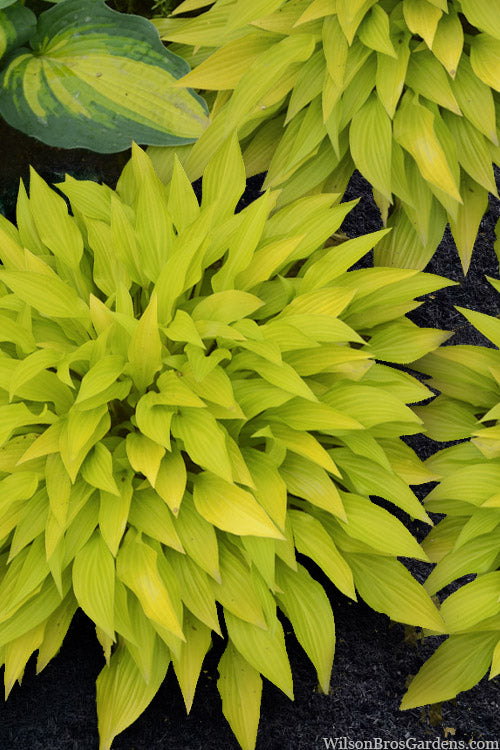  Munchkin Fire Hosta Lily - 5 Pack Of Quart Pots