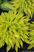  Munchkin Fire Hosta Lily - 5 Pack Of Quart Pots