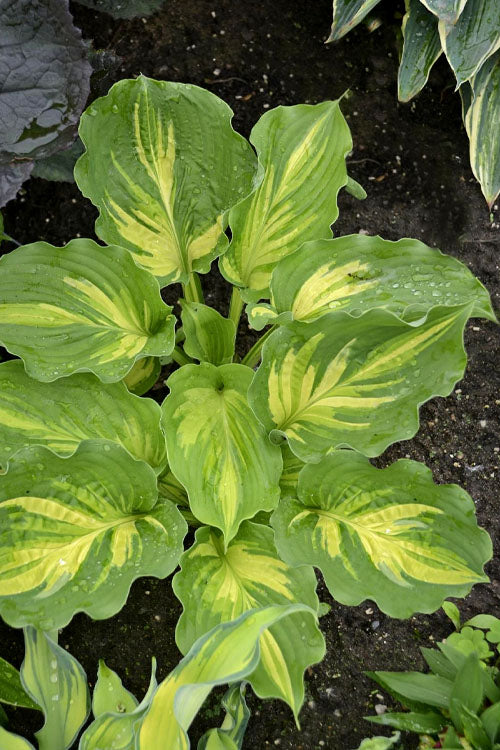  Lakeside Paisley Print Hosta Lily - 1 Gallon Pot