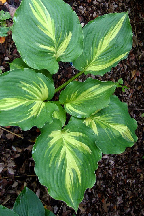  Lakeside Paisley Print Hosta Lily - 1 Gallon Pot