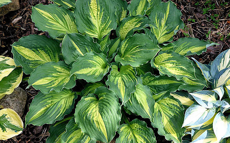  Lakeside Paisley Print Hosta Lily - 1 Gallon Pot