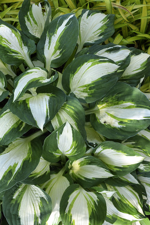  Vulcan Hosta Lily - 12 Pack Of Quart Pots