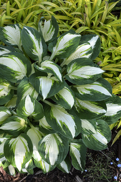  Vulcan Hosta Lily - 12 Pack Of Quart Pots