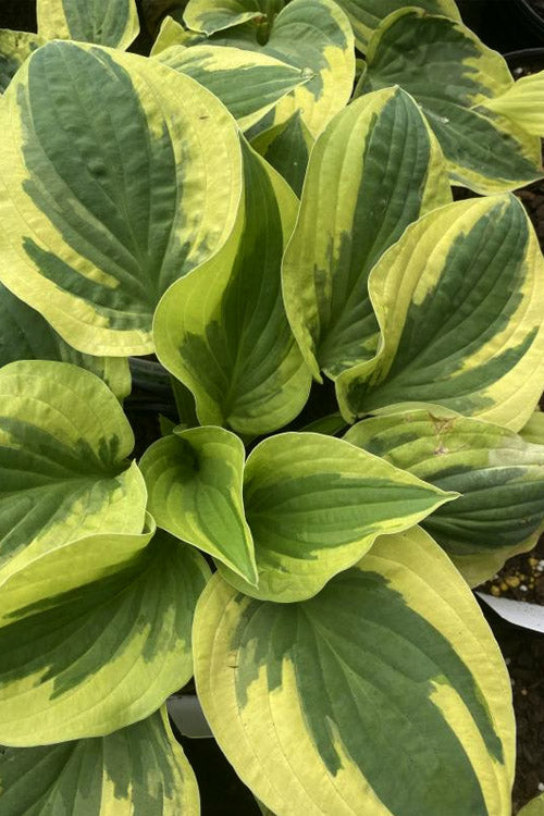 Wide Brim Hosta Lily - 12 Pack Of Quart Pots