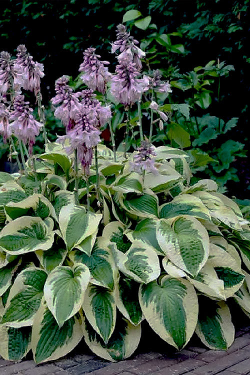  Wide Brim Hosta Lily - 12 Pack Of Quart Pots