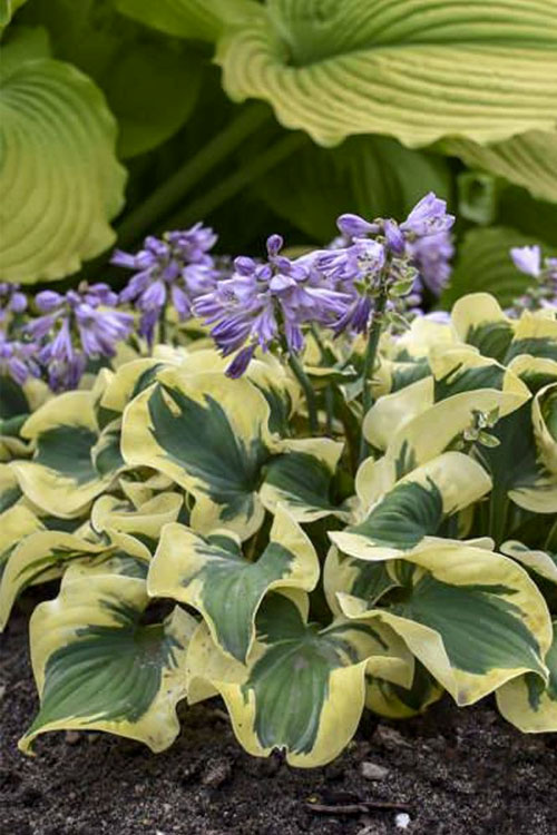  Mini Skirt Hosta Lily - 5 Pack Of Quart Pots