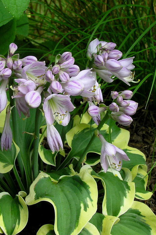  Mini Skirt Hosta Lily - 5 Pack Of Quart Pots