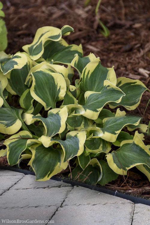  Mini Skirt Hosta Lily - 5 Pack Of Quart Pots