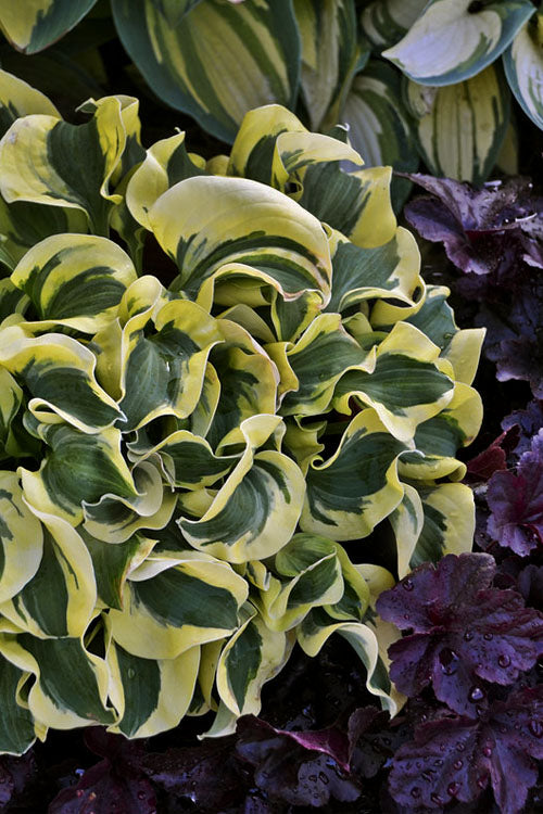  Mini Skirt Hosta Lily - 5 Pack Of Quart Pots