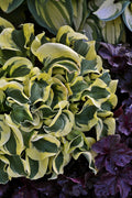  Mini Skirt Hosta Lily - 5 Pack Of Quart Pots
