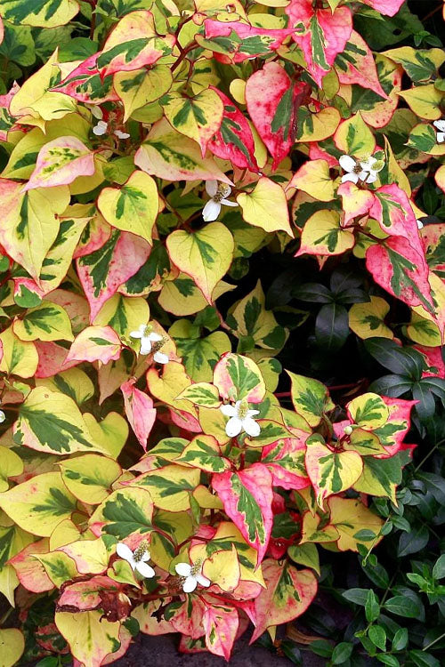  Chameleon Plant (Houttuynia Cordata)- 1 Gallon Pot