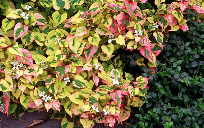  Chameleon Plant (Houttuynia Cordata) - 1 Gallon Pot