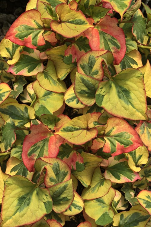  Chameleon Plant (Houttuynia Cordata) - 1 Gallon Pot