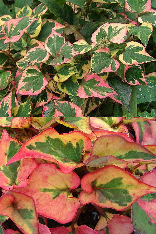  Chameleon Plant (Houttuynia Cordata)- 1 Gallon Pot