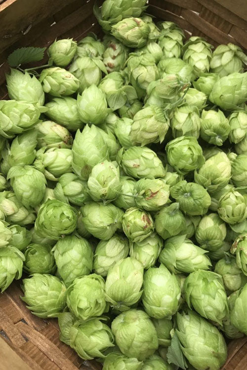  Cascade Hops Vine - 3 Gallon Pot