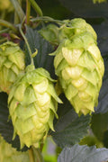  Cascade Hops Vine- 1 Gallon Pot