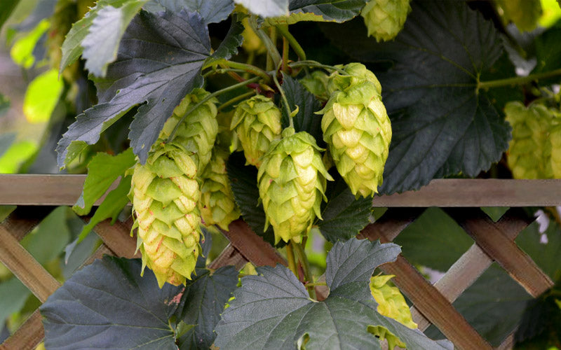  Cascade Hops Vine - 3 Gallon Pot
