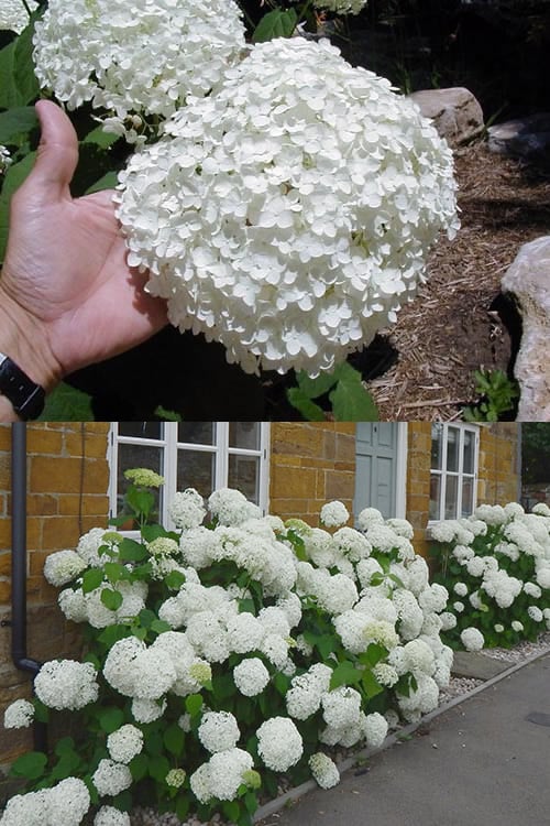 Annabelle Hydrangea - 3 Gallon Pot