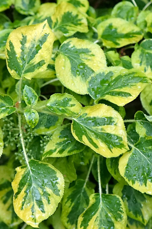  Miranda Climbing Hydrangea - 2 Gallon Pot