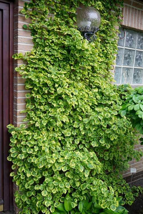  Miranda Climbing Hydrangea - 2 Gallon Pot