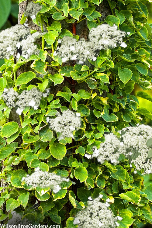  Miranda Climbing Hydrangea - 2 Gallon Pot