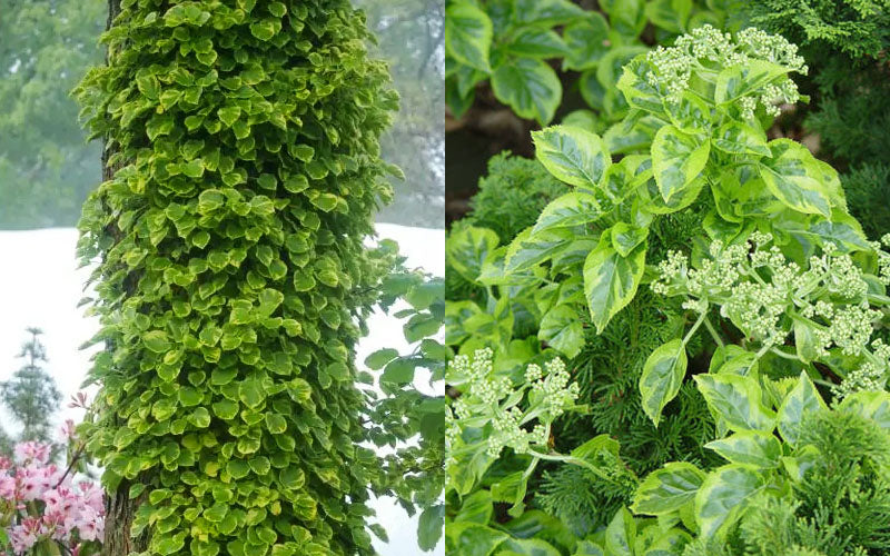  Miranda Climbing Hydrangea - 2 Gallon Pot