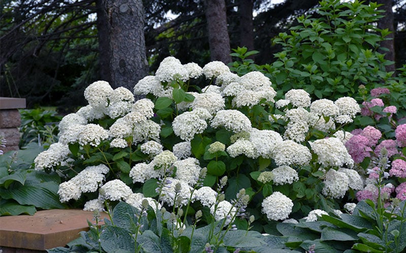  Annabelle Hydrangea - 3 Gallon Pot