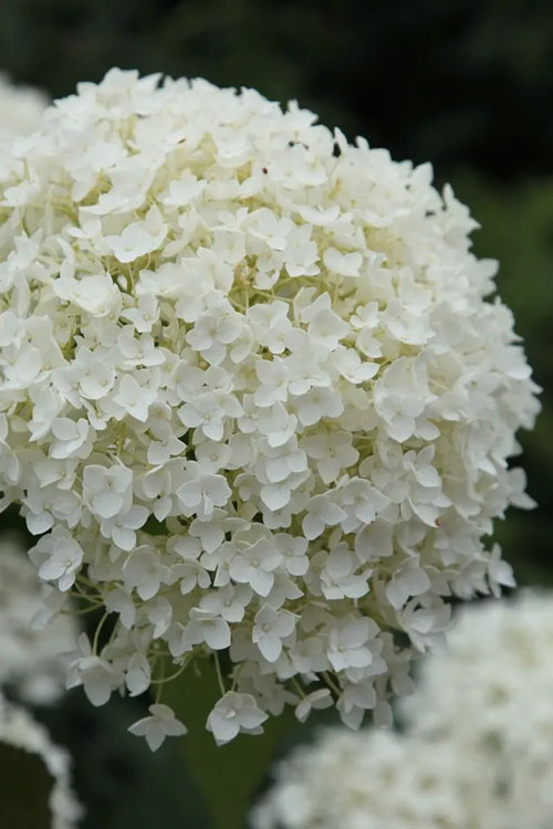  Annabelle Hydrangea - 3 Gallon Pot