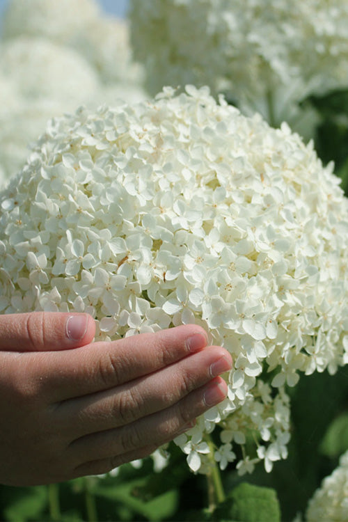  Annabelle Hydrangea - 1 Gallon Pot