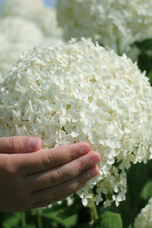  Incrediball Smooth Hydrangea - 3 Gallon Pot