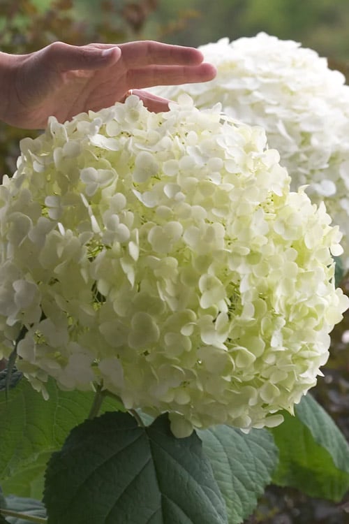  Incrediball Smooth Hydrangea - 3 Gallon Pot