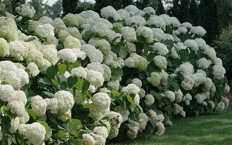  Incrediball Smooth Hydrangea - 3 Gallon Pot