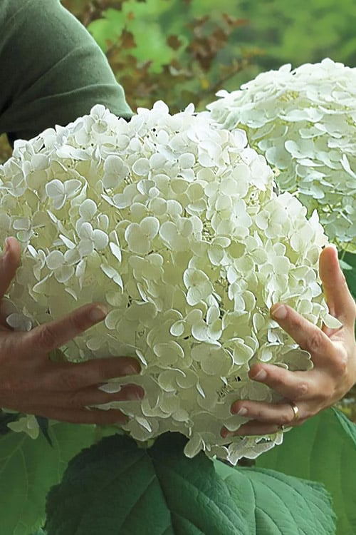  Incrediball Smooth Hydrangea - 3 Gallon Pot
