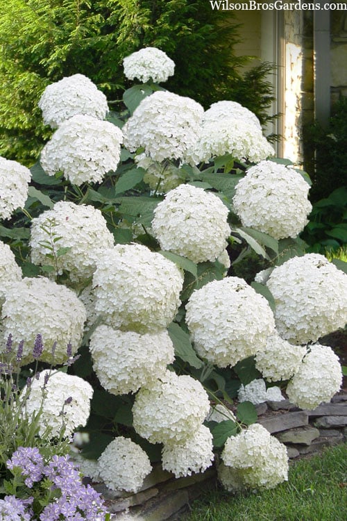 Incrediball Smooth Hydrangea - 3 Gallon Pot