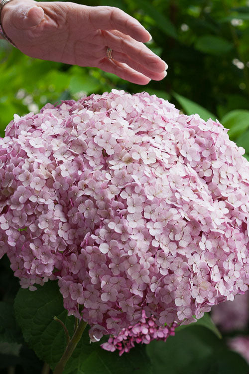  Incrediball Blush Smooth Hydrangea - 3 Gallon Pot