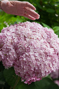  Incrediball Blush Smooth Hydrangea - 3 Gallon Pot