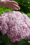  Incrediball Blush Smooth Hydrangea - 1 Gallon Pot