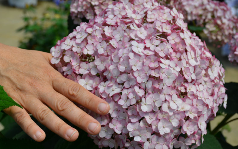  Incrediball Blush Smooth Hydrangea - 3 Pack Of Quart Pots