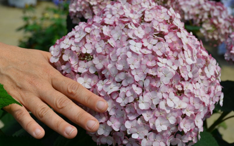 Incrediball Blush Smooth Hydrangea - 1 Gallon Pot