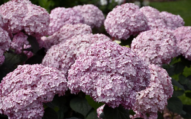  Incrediball Blush Smooth Hydrangea - 1 Gallon Pot