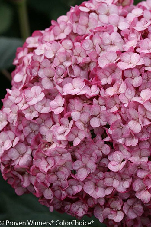  Invincibelle Mini Mauvette Smooth Hydrangea - 3 Pack Of Quart Pots