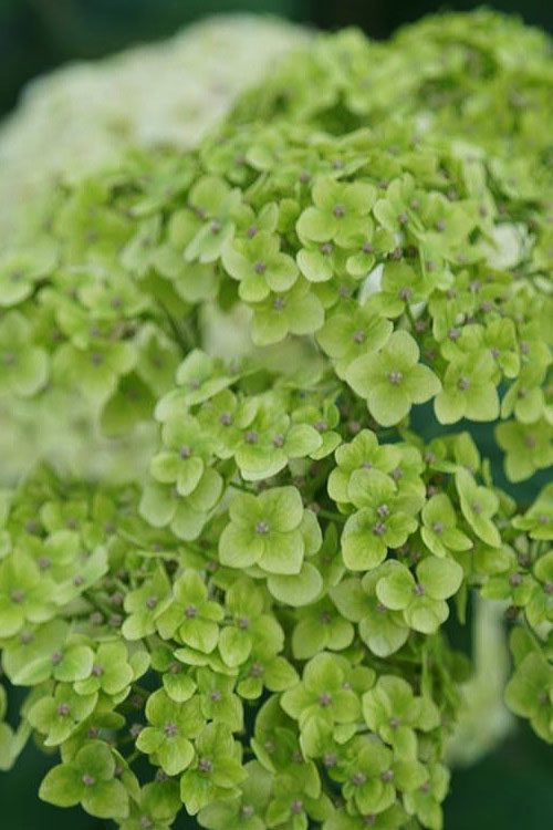  Invincibelle Sublime Smooth Hydrangea - 3 Gallon Pot