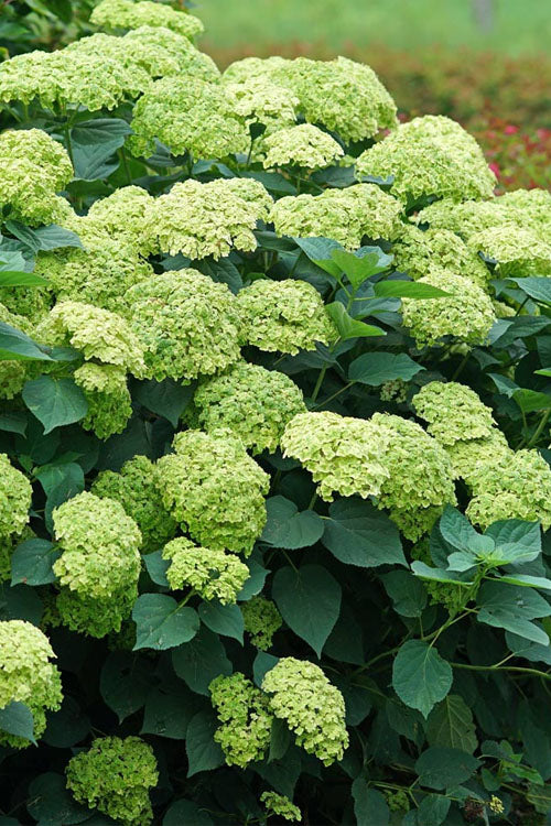  Invincibelle Sublime Smooth Hydrangea - 3 Gallon Pot
