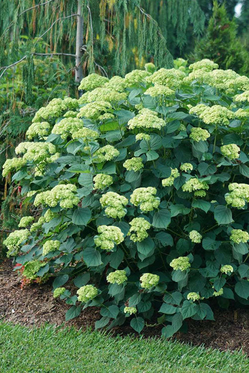  Invincibelle Sublime Smooth Hydrangea - 3 Gallon Pot