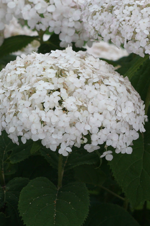  Invincibelle Wee White Smooth Hydrangea - 3 Gallon Pot