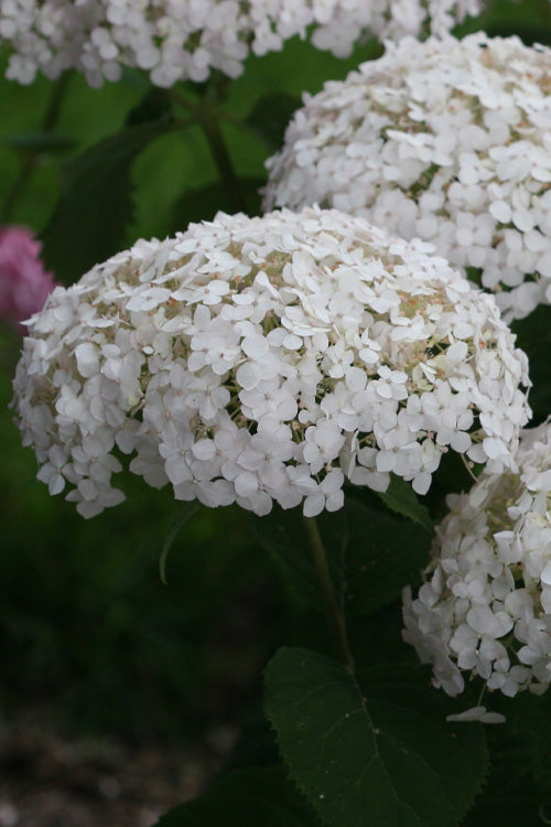  Invincibelle Wee White Smooth Hydrangea - 3 Gallon Pot