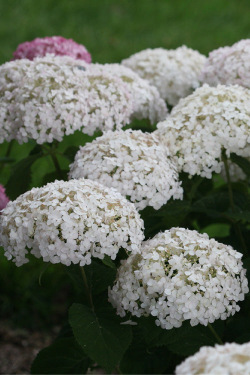  Invincibelle Wee White Smooth Hydrangea - 3 Gallon Pot